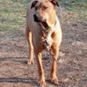 Meet your Posher, Gavin